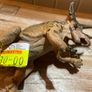 Papo Pentaceratops dinosaur figurine new Image 4
