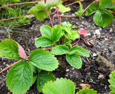 25 x strawberry plants