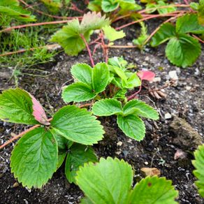 25 x strawberry plants
