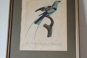 Antique Jacques Barraband handcoloured engraving