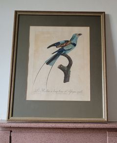 Antique Jacques Barraband handcoloured engraving