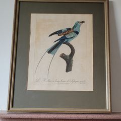 Antique Jacques Barraband handcoloured engraving