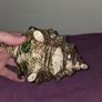 Vintage Shell Teapot Image 7