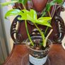 Philodendron Pedatum loss variegation Image 4