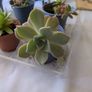 succulent Image 2