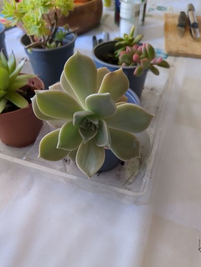 succulent