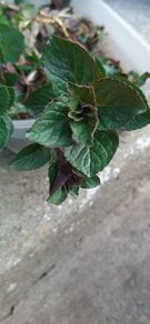 Chocolate Mint