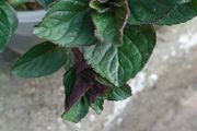 Chocolate Mint