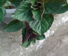 Chocolate Mint