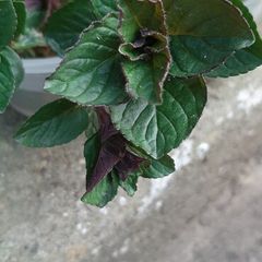 Chocolate Mint