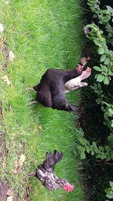 Call duck pair ,Laying hens and pekin bantams