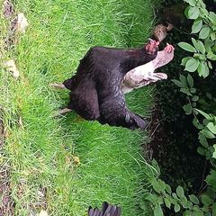 Laying ducks ,Laying hens and pekin bantams