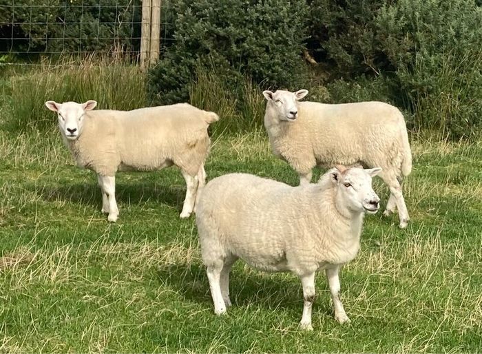 Hoggets and Lambs
