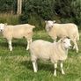 Hoggets and Lambs Image 6