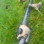 ECHO PAS-266ES Long Reach Hedge Trimmer Image 4
