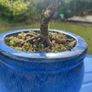 Bonsai Image 5