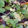 Organic Strawberry plants Image 7