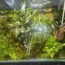 Aquarium Plants Image 4