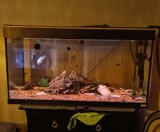 fish tank