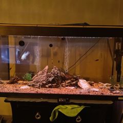 fish tank