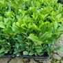 Laurel Hedging Image 10