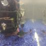 fish tank Image 10