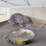 Rat cage and 2 cute rats Image 4