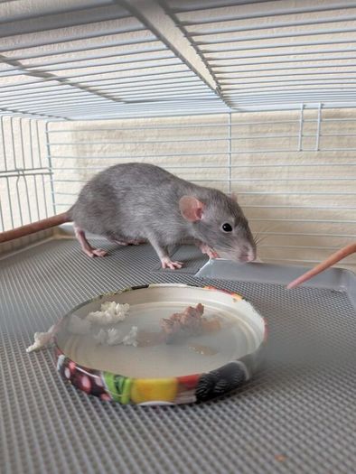 Rat cage and 2 cute rats