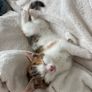 kittens to adopt Image 5