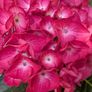 Hydrangea Image 2