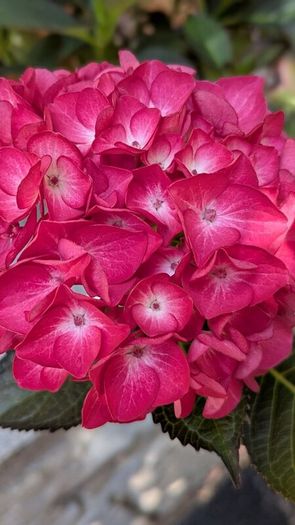 Hydrangea