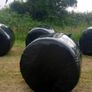 Silage bales Image 4