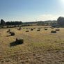 Hay for sale Image 2