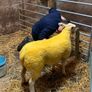 Suftexy ewe lambs Image 3