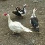 ducks Image 3