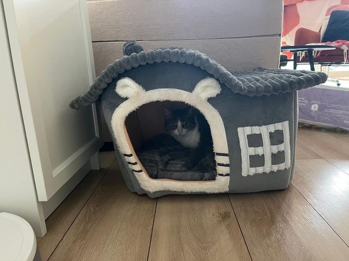 House / Bed for cats
