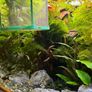 Fish Tank And stand with fish and plants Image 7