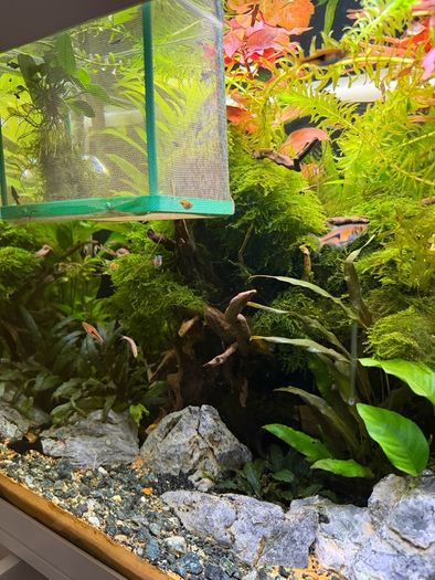 Fish Tank And stand with fish and plants