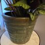 Calathea plants in big ceramic pot Image 2