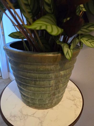 Calathea plants in big ceramic pot