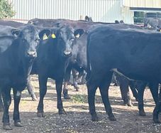 Store Heifers