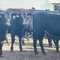 Store Heifers