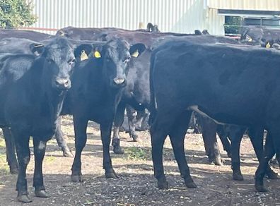 Store Heifers