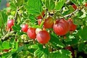 Red gooseberry plants (thorny)