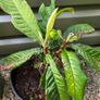 Loquat Tree Image 2