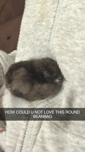 Silkie Bantam Hatching Eggs