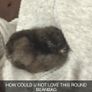 Silkie Bantam Hatching Eggs Image 7