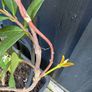 215cm trachelospermum  jasmine highly scented flower jasmine in new rattan pot Image 9