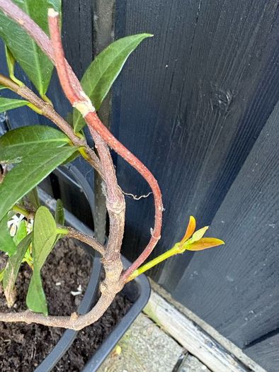 215cm trachelospermum  jasmine highly scented flower jasmine in new rattan pot