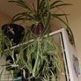 Spider plant Image 2